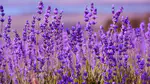 Lavanda